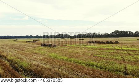 Aero Video Filming. A Large Field Of Mown Wheat, After Harvesting. Many Sheaves, Large Bales Of Stra
