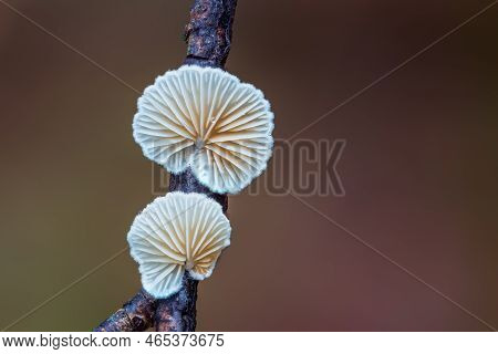 Close Up Beautiful Bunch Mushrooms Reversed. Macro Photography View Of Variable Oysterling
