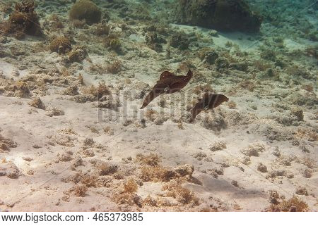 Multiple Colorfuldeep Sea Undersea Pharaoh Cuttlefish Sepia Pharaonis
