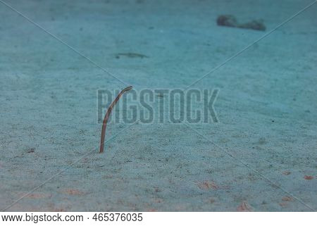 Underwater Garden Eels Sticking Their Heads Out Of Sand