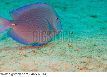 Blue Tang Surgeonfish Acanthurus Coeruleus Swimming Over Sandy Bottom