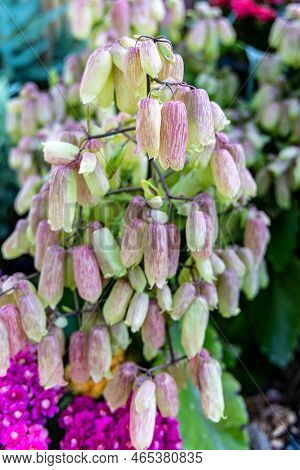 Blooming Succulent Kalanchoe Pinnata (latin - Kalanchoe Pinnata) Beautiful Ornamental Plant