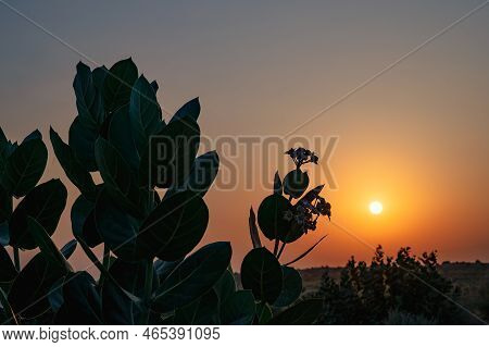 Sun Rising At The Horizon Of Thar Desert, Rajasthan, India. Tourists From Across India Visits To Wat
