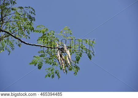 Nigerian Zogele Plant (moringa Oleifera) Moringa Leaves, Moringa Flower On Tree And Blue Sky