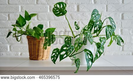 Houseplant In A Flower Pot Against A White Brick Wall. Home Plant On White Table, Closeup