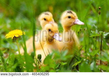 Little Ducklings Mulard In The Grass, Yellow Fluffy Geese.