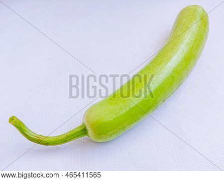 Single Long Bottle Gourd Squash ( Lauki Doodhi Dudhi ) Green Vine Vegetable Fresh Organic Food Agric