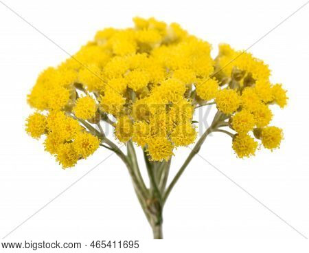 Helichrysum Flowers Isolated On A White Background