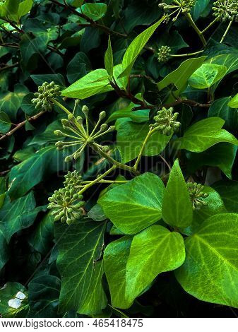 Ivy, Hedera Helix Or European Ivy Climbing On Rough Bark Of A Tree. Close Up Photo. High Quality Pho