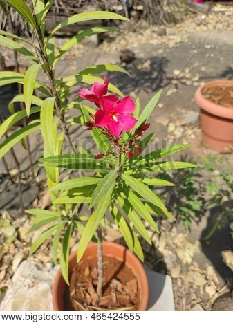Closeup Of Red Oleander Flowers In Garden With Blur Background In Hyderabad, Telangana, India