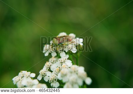 Green Beetle Vanyuchka, He Is A Bug, The Stink Bug Sits On White Flowers. Close-up. It Belongs To Th