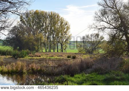 Swampland In Autumn, Reed And Swamp Trees