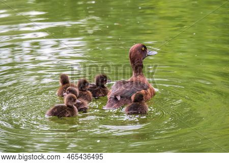 Female Tufted Duck Swims With Her Ducklings In Green Lake