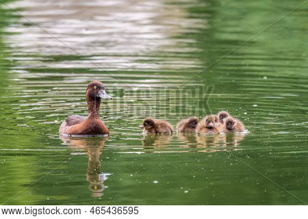 Female Tufted Duck Swims With Her Ducklings In Green Lake