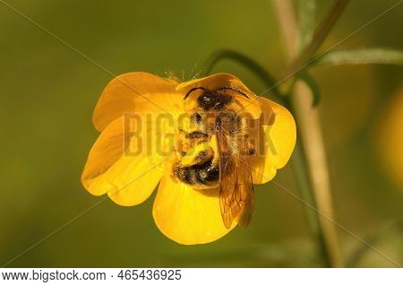 Natural Closeup Of A Female Grey-patched Mining Bee. Andrena Nitida On Yellow Buttercup, Ranunculus 