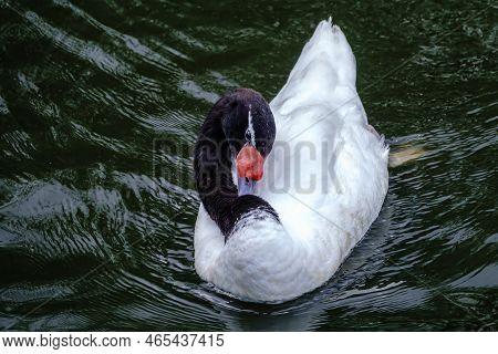 The Black-necked Swan Cygnus Melancoryphus, Is A Swan That Is The Largest Waterfowl Native To South 