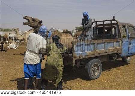 Nouakchott. Mauritania. October 07, 2021. The Capital\'s Camel Market. Buyers In National Clothes Ar