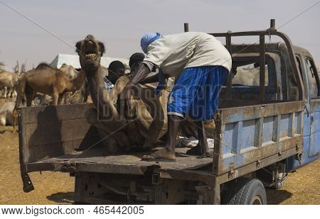 Nouakchott. Mauritania. October 07, 2021. The Capital's Camel Market. A Buyer In National Clothes Fi