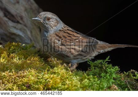 Dunnock (prunella Modularis) Resting In The Forest In Winter.