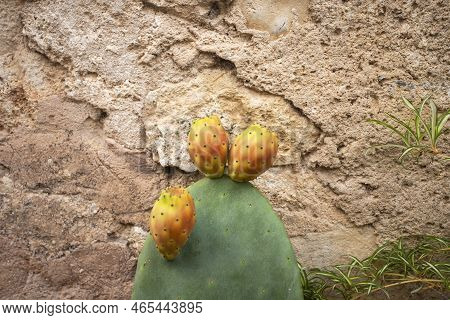 Organic Cactus Fruits - Opuntia Ficus - Indica