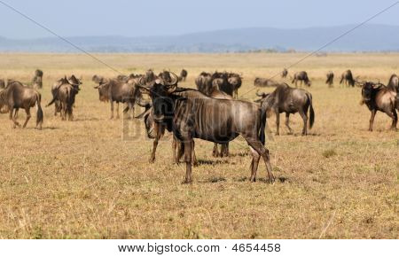 GNU - afrikansk antilop