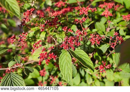Red Flowers Of Viburnum Plicatum Berries In The Garden. Summer And Spring Time
