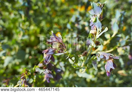 Purple Flowers Of Cerinthe Major \'purpurascens\' In The Garden. Summer And Spring Time
