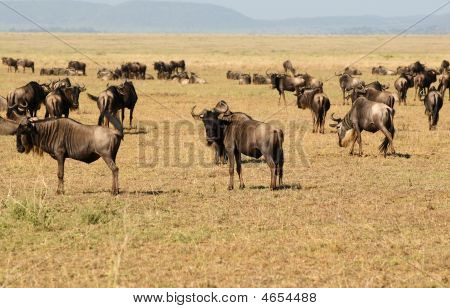 GNU - afrikansk antilop