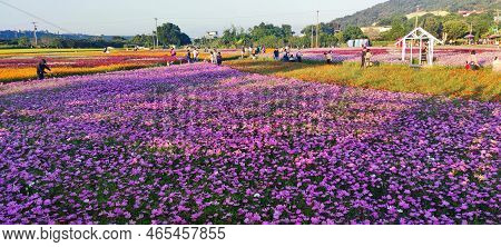 Daxi Moonbrow Flower Festival, Taoyuan City, Taiwan