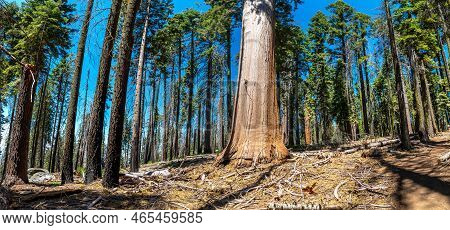 Panorama Of  Giant Sequoia In Sequoia National Park In California, Usa