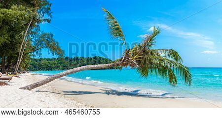 Panorama Of 
 Single Palm Tree Hanging Over Tropical Beach In A Sunny Day