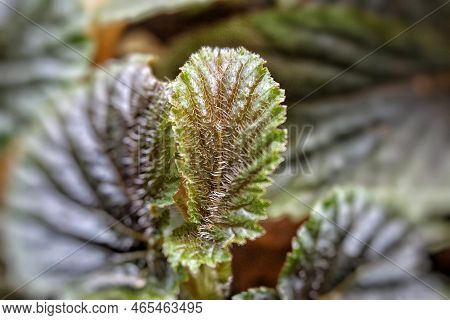Selective Focus Of Begonia Argenteo Guttata, Silver-spotted Argentea-guttata Close-up In Bright Sunl