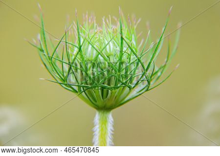 Closeup Of The Opening Flower Bud Of The Heracleum Plant. Bud Of Hogweed Flowers. Weed Plant. Field 