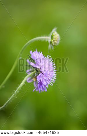 Scabiosa Columbaria Plant. Purple Wildflower On A Summer Field.