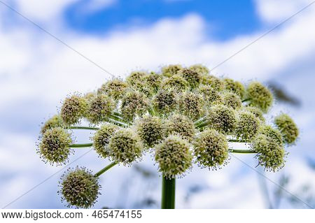 The Flower Of The Heracleum Plant Against A Cloudy Sky. Bud Of Hogweed Flowers. Weed Plant. Field Wi