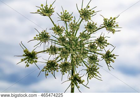 The Flower Of The Heracleum Plant Against A Cloudy Sky. Bud Of Hogweed Flowers. Weed Plant. Field Wi