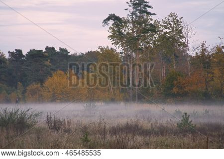 Fore Land With Fog On Grass And Heather In Denmark, In Front Of Dunes. Trees And Clouds In Mystical 