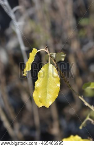Ebbinges Silverberry Leaves In The Garden In Spring