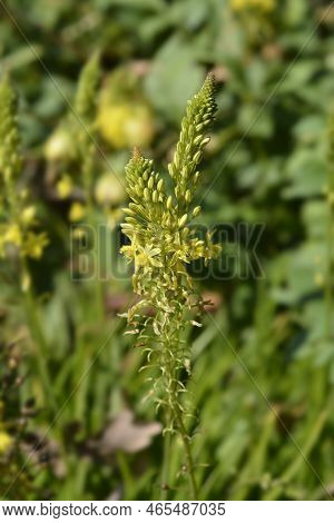 Yellow Bulbine Leaves And Flower Bud In The Autumn
