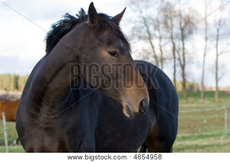 Siyah StaLION portre