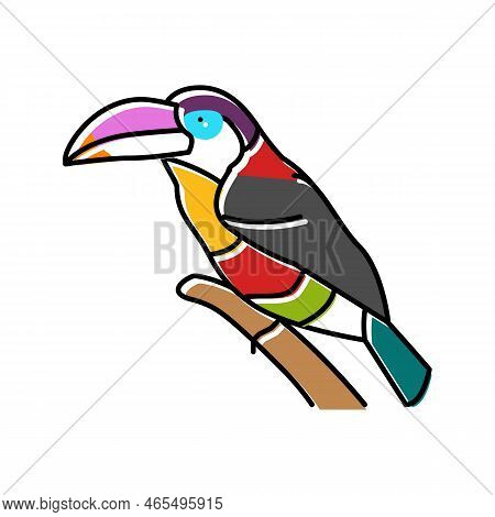 Curl Crested Aracari Bird Exotic Color Icon Vector. Curl Crested Aracari Bird Exotic Sign. Isolated 