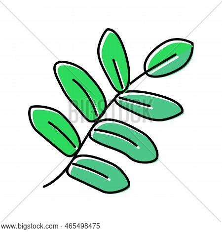 Royal Fern Tropical Leaf Color Icon Vector. Royal Fern Tropical Leaf Sign. Isolated Symbol Illustrat