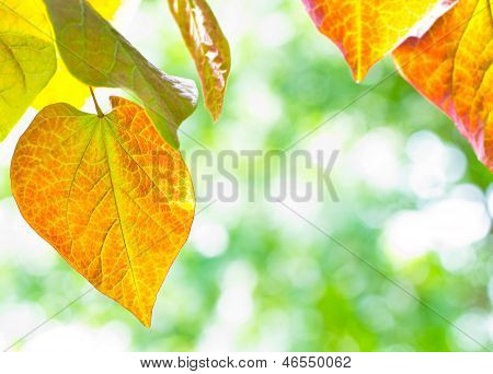 Listy Redbud stromu