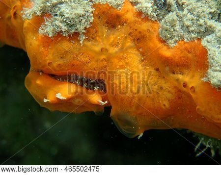 Red Encrusting Sponge Or Orange-red Encrusting Sponge (crambe Crambe) Close-up Undersea, Aegean Sea,