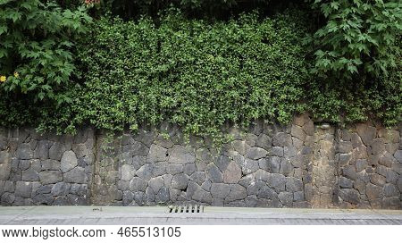 Stone Wall Looks Like A Foundation Stone And Wild Vine Plant Above It Good For Background.