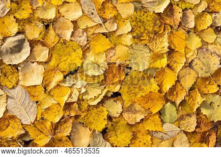 Autumn Yellow Fallen Leaves On Float On Water, Background Texture. Colourful Fall Leaves In Pond Lak