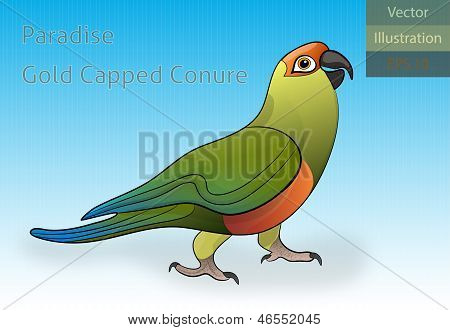 Paradise Gold Capped Conure