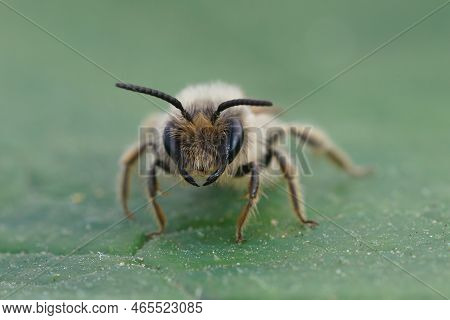 Detailed Frontal Closeup On A Male Yellow-legged Mining Bee, Andrena Flvaipes On A Green Leaf