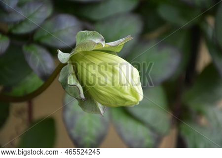 Close Up Of Cup-and-saucer Flower Bud (cobaea Scandens)
