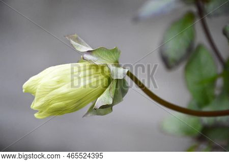 Close Up Of Cup-and-saucer Vine (cobaea Scandens)